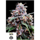 DNA GENETICS - LEMON 18 FEM - 6 SEEDS