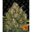BARNEY'S FARM - G13 HAZE - REGULAR - 10 SEEDS
