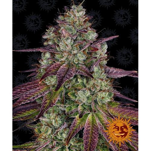 BARNEY'S FARM - MIMOSA EVO FEM - 1 SEED