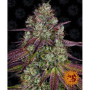 BARNEY'S FARM - MIMOSA EVO FEM - 10 SEEDS