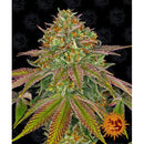 BARNEY'S FARM - WEDDING CAKE FEMINIZED - 3 SEEDS