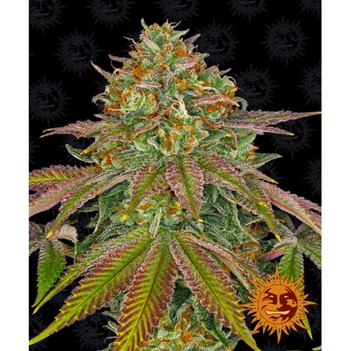 BARNEY'S FARM - WEDDING CAKE FEMINIZED - 10 SEEDS