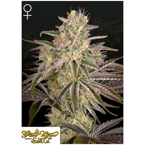 GREEN HOUSE - CLOUD WALKER FEM - 3 SEEDS