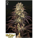 GREEN HOUSE - KONG'S KRUSH - 3 SEEDS