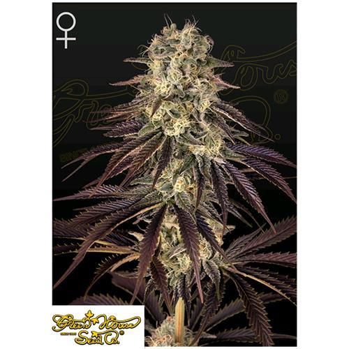 GREEN HOUSE - KONG'S KRUSH - 5 SEEDS