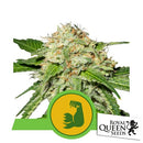 ROYAL QUEEN SEEDS - HULKBERRY AUTO - 1 SEED - USA PREMIUM