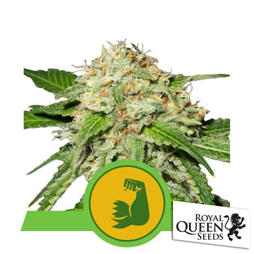 ROYAL QUEEN SEEDS - HULKBERRY AUTO - BULK 100 SEEDS - USA PREMIUM