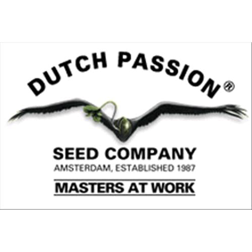 DUTCH PASSION - EUFORIA AUTO FEM - 100 SEEDS