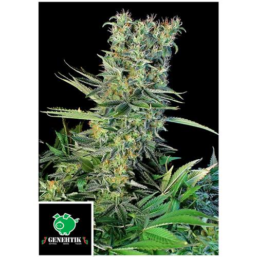 GENEHTIK - AMNESIA BILBO - 5 SEEDS
