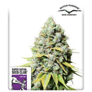 SUPER SATIVA SEED CLUB - KOSHER HAZE - REGULAR - 12 SEEDS
