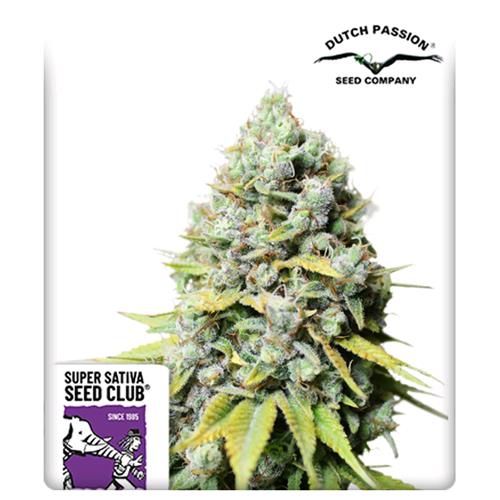 SUPER SATIVA SEED CLUB - KOSHER HAZE - REGULAR - 12 SEEDS