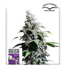 SUPER SATIVA SEED CLUB - PINEAPPLE POISON - 8 SEEDS