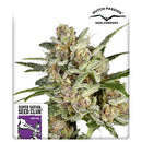 SUPER SATIVA SEED CLUB - SUPER MAD SKY FLOATER - 8 SEEDS