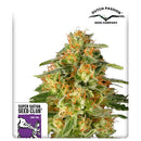 SUPER SATIVA SEED CLUB - TNT TRICHOME - 8 SEEDS