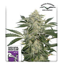 SUPER SATIVA SEED CLUB - CREAMY KEES - REGULAR - 12 SEEDS