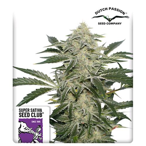 SUPER SATIVA SEED CLUB - CREAMY KEES - REGULAR - 12 SEEDS