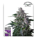 SUPER SATIVA SEED CLUB - KAREL'S HAZE - REGULAR - 12 SEEDS