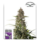 SUPER SATIVA SEED CLUB - PRIMA HOLANDICA - REGULAR - 12 SEEDS