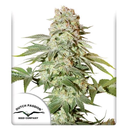 DUTCH PASSION - AUTO POWER PLANT - 1 SEED
