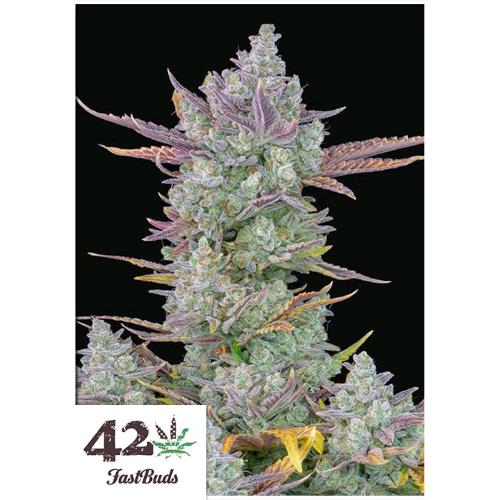 FAST BUDS - GORILLA COOKIES AUTO - 5 SEEDS