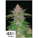 FAST BUDS - STRAWBERRY PIE AUTO - 5 SEEDS