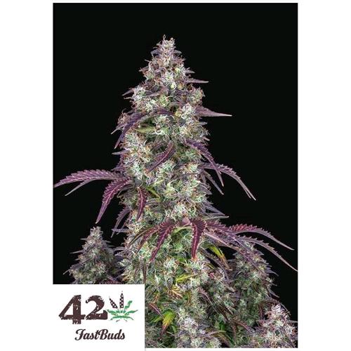 FAST BUDS - LEMON PIE AUTO - 5 SEEDS