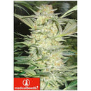 MEDICAL SEEDS - WHITE WIDOW 3 SEEDS