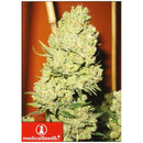 MEDICAL SEEDS - CHANNEL + 5 SEEDS