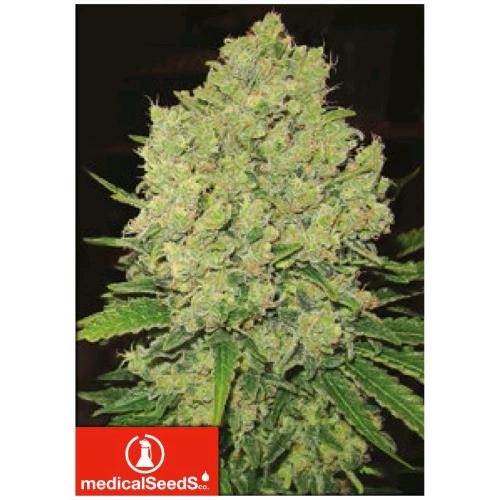 MEDICAL SEEDS - PROZACK 5 SEEDS