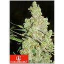 MEDICAL SEEDS - 1024 3 SEEDS