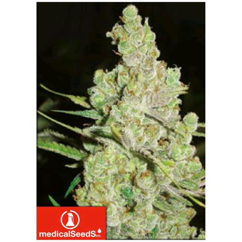 MEDICAL SEEDS - 1024 3 SEEDS