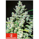 MEDICAL SEEDS - MALAKOFF 3 SEEDS