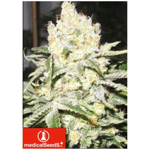 MEDICAL SEEDS - NO NAME 3 SEEDS