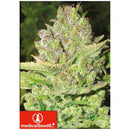 MEDICAL SEEDS - DEVIL FRUIT 5 SEEDS