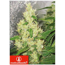 MEDICAL SEEDS - Y GRIEGA 3 SEEDS
