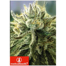 MEDICAL SEEDS - CANADIAN KUSH 2.0 - 3 SEEDS