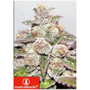 MEDICAL SEEDS - MENDOCINO PURPLE KUSH 10 SEEDS