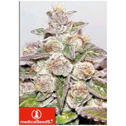 MEDICAL SEEDS - MENDOCINO PURPLE KUSH 5 SEEDS