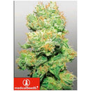 MEDICAL SEEDS - Y GRIEGA CBD 10 SEEDS