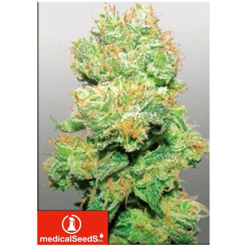 MEDICAL SEEDS - Y GRIEGA CBD 5 SEEDS