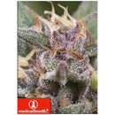 MEDICAL SEEDS BANANA ZKITTLEZ - 10 SEEDS