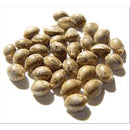 HSB - FORBIDDEN FRUIT CBD AUTO - THC <0.35% CBD 8-12% - 25 SEEDS