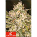 MEDICAL SEEDS - NO NAME AUTO - 5 SEEDS