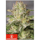 MEDICAL SEEDS - OG KUSH CBD 3 SEEDS