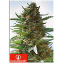 MEDICAL SEEDS - OVER DAWG - 5 SEEDS