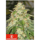 MEDICAL SEEDS - SOME SWEET - 3 SEEDS