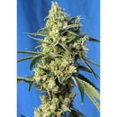 SWEET SEEDS - SWEET AMNESIA HAZE XL AUTO - BULK 100 SEEDS