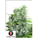 SERIOUS SEEDS - KALIBUBBA - 6 SEEDS