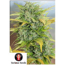 SERIOUS SEEDS - AUTO AK-47 - 6 SEEDS