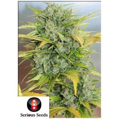 SERIOUS SEEDS - AUTO AK-47 - 6 SEEDS